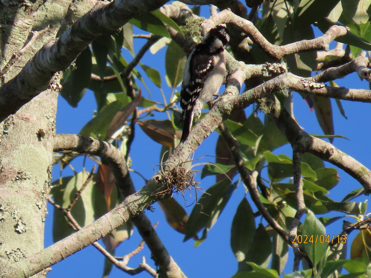 Downy Woodpecker - ML617320054