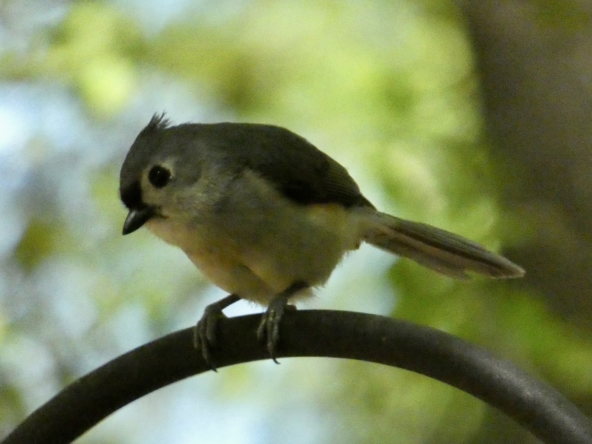 Tufted Titmouse - ML617320132