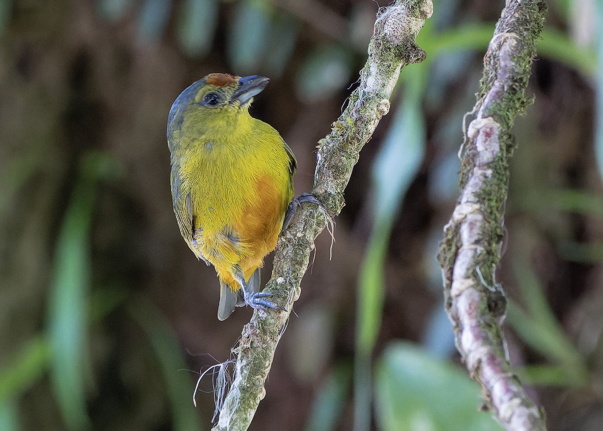 Spot-crowned Euphonia - Guillermo  Saborío Vega