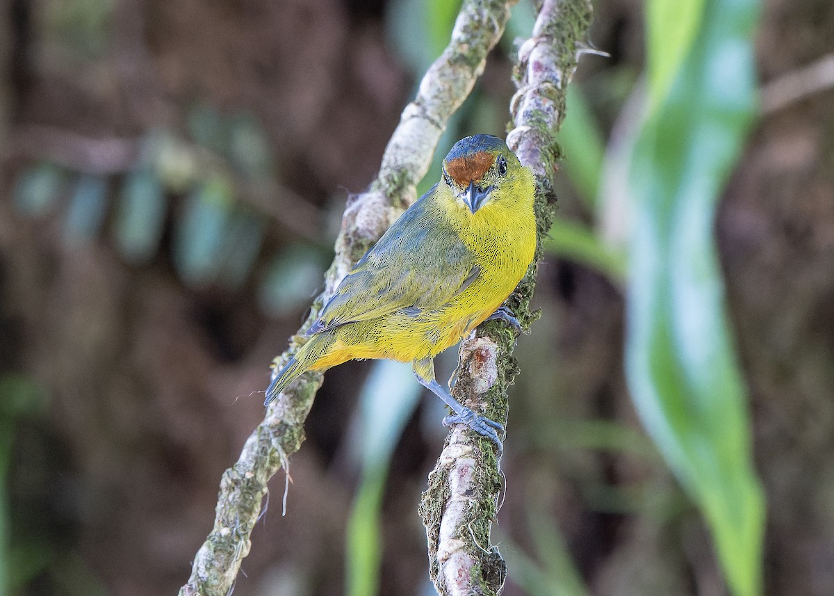 Spot-crowned Euphonia - Guillermo  Saborío Vega