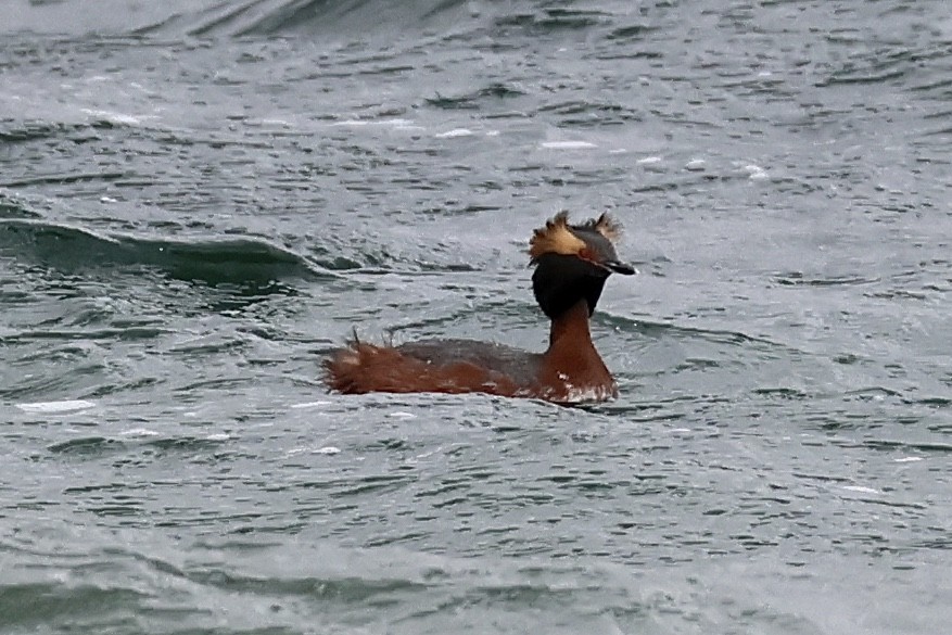 Horned Grebe - ML617320199