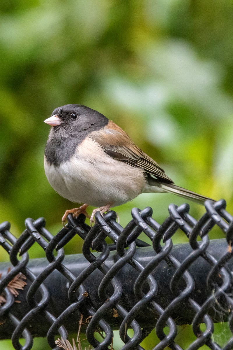 Dark-eyed Junco - ML617320216