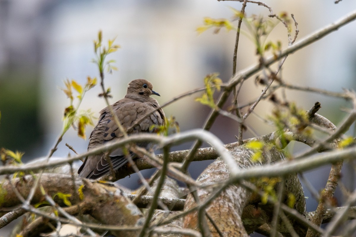 Mourning Dove - ML617320231