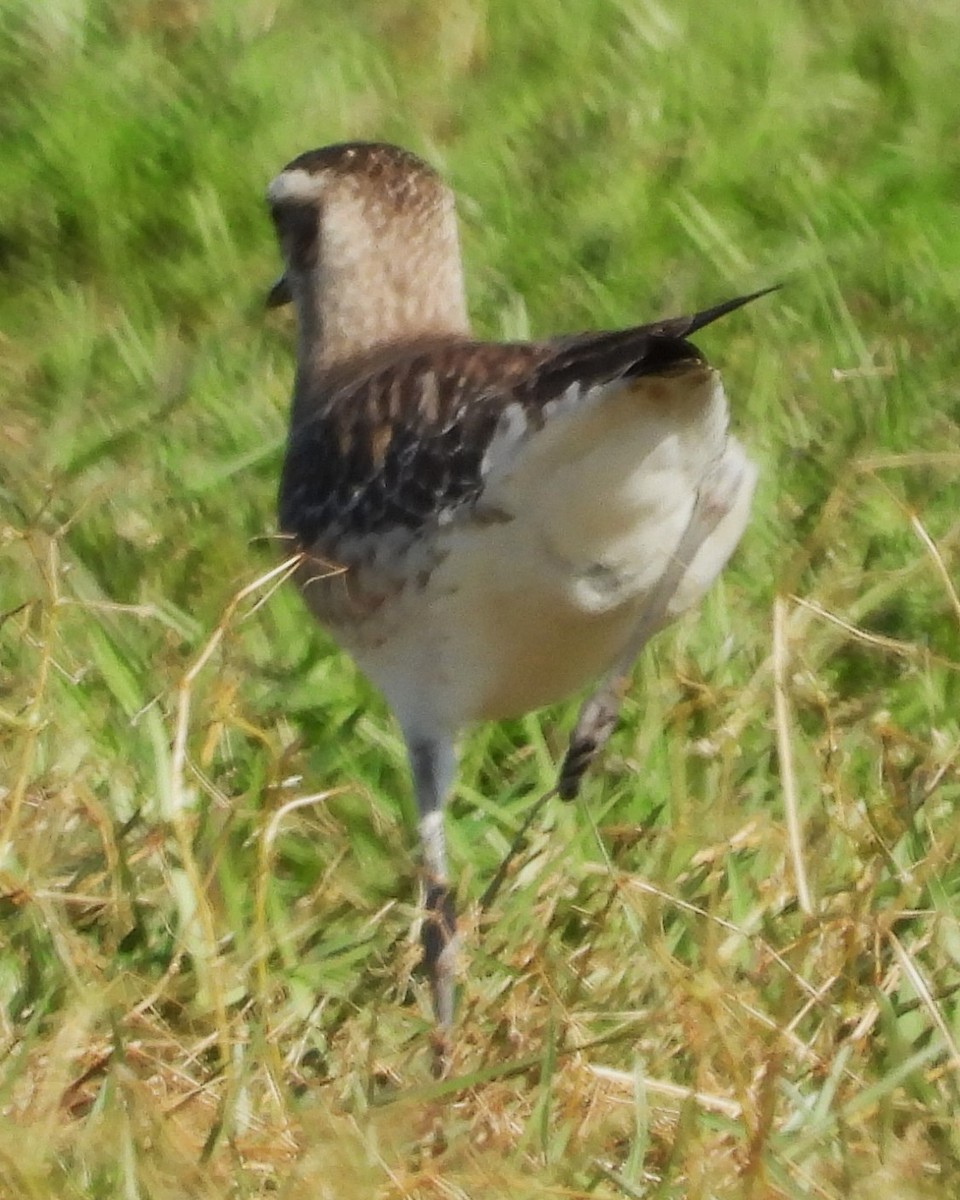 Black-bellied Plover/golden-plover sp. - ML617320245