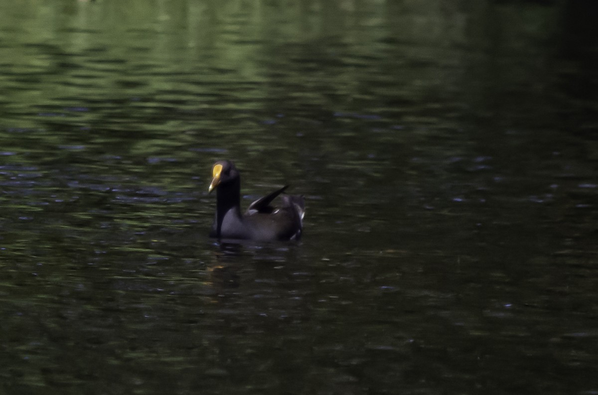 Dusky Moorhen - Rebel Warren and David Parsons