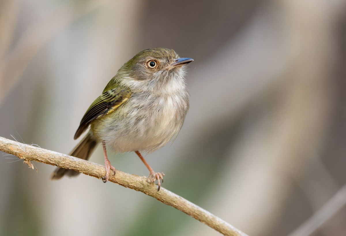Pale-eyed Pygmy-Tyrant - David F. Belmonte