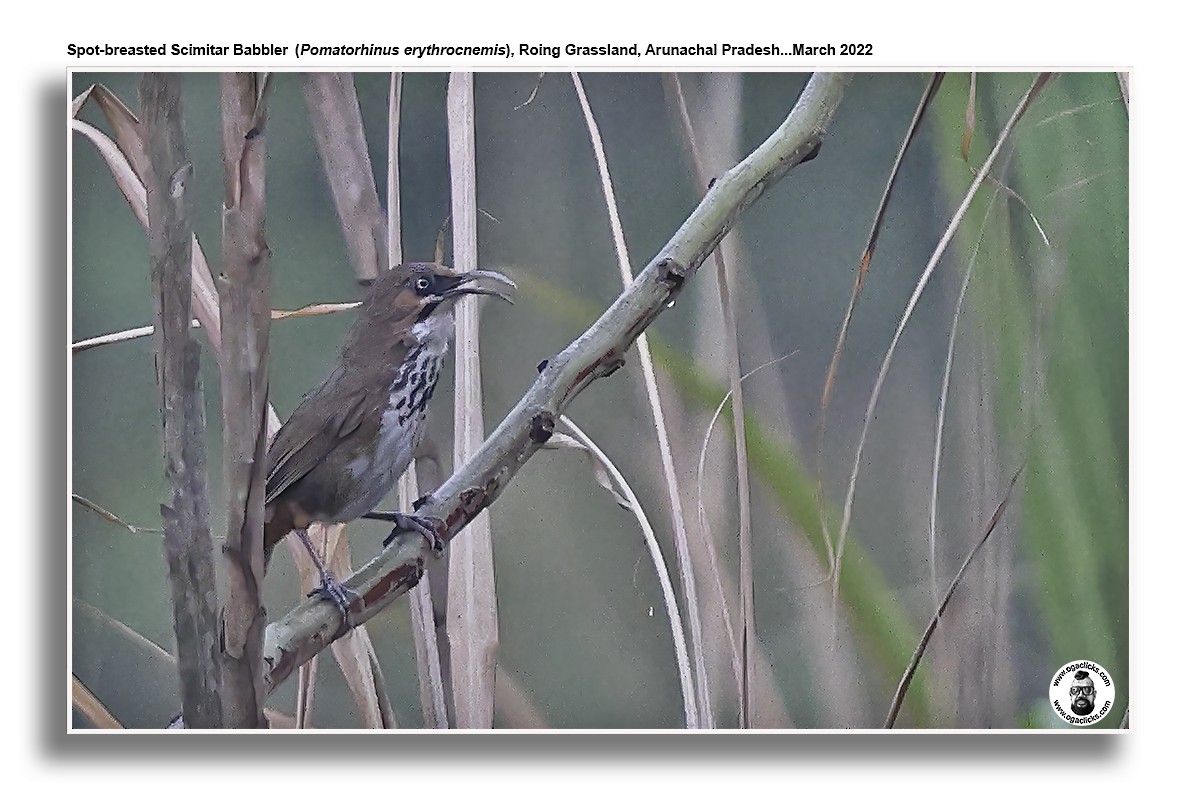 Spot-breasted Scimitar-Babbler - ML617320271