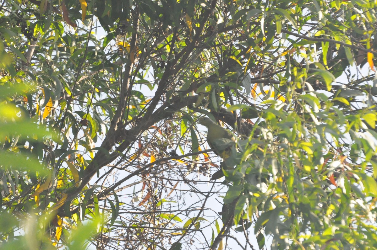 Yellow-footed Green-Pigeon - ML617320286