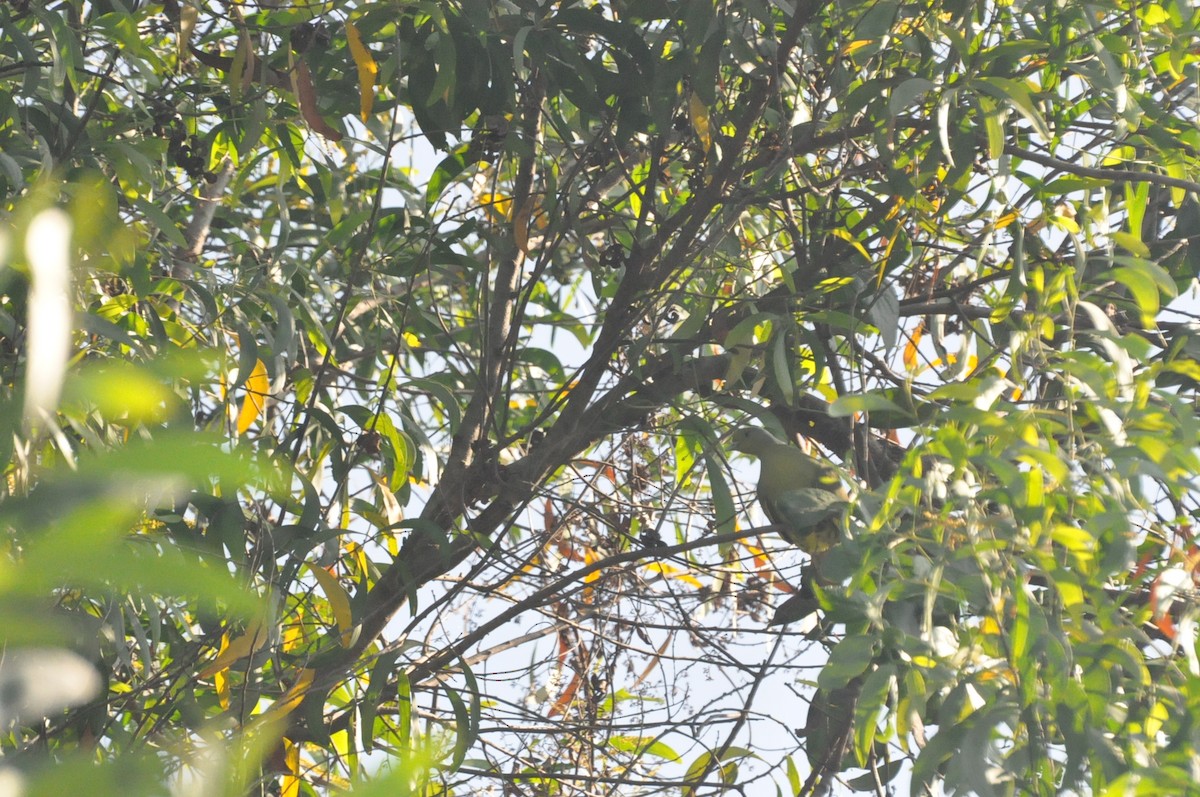 Yellow-footed Green-Pigeon - ML617320288