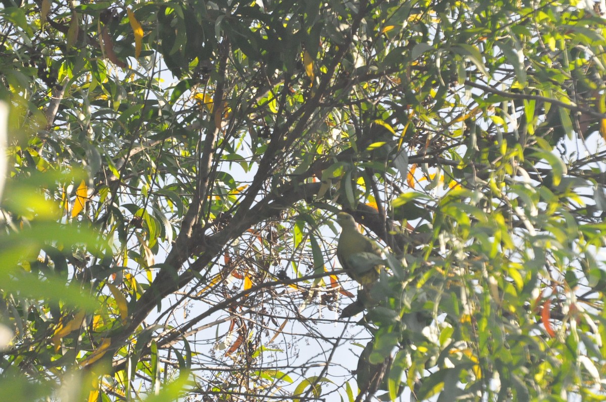 Yellow-footed Green-Pigeon - ML617320289