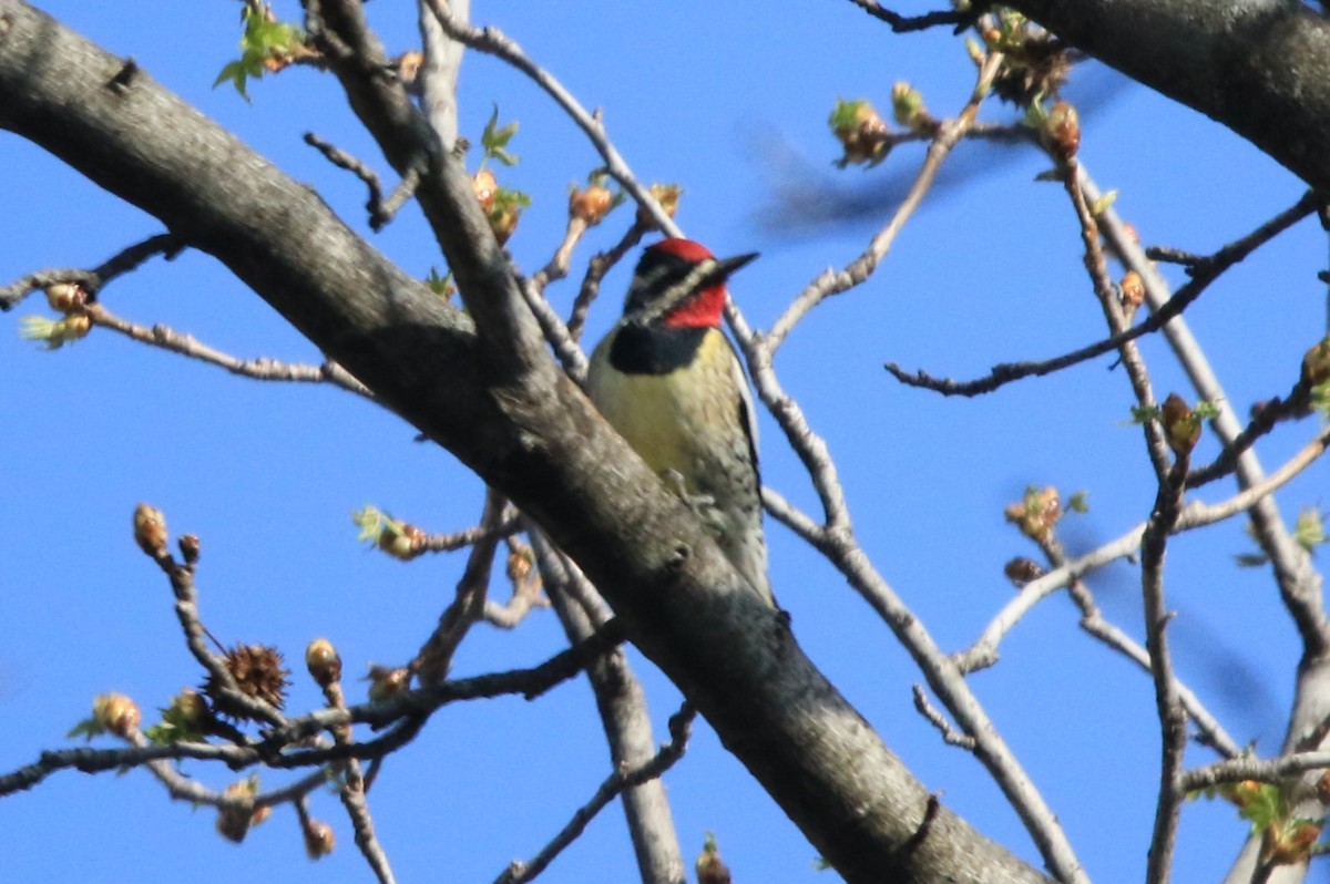 Yellow-bellied Sapsucker - ML617320307