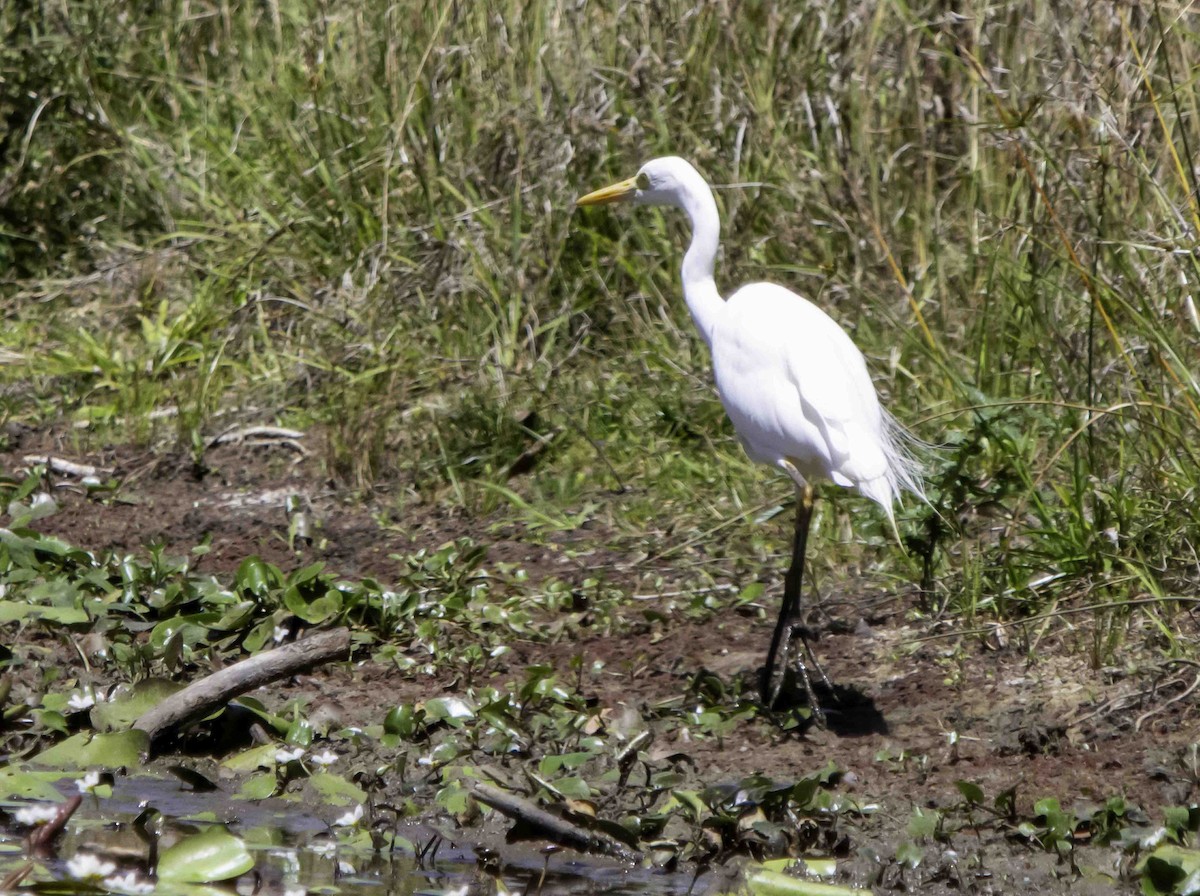 Great Egret - Rebel Warren and David Parsons