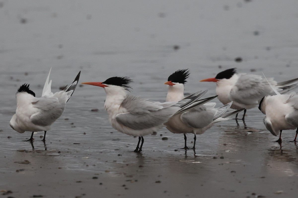 Elegant Tern - ML617320325