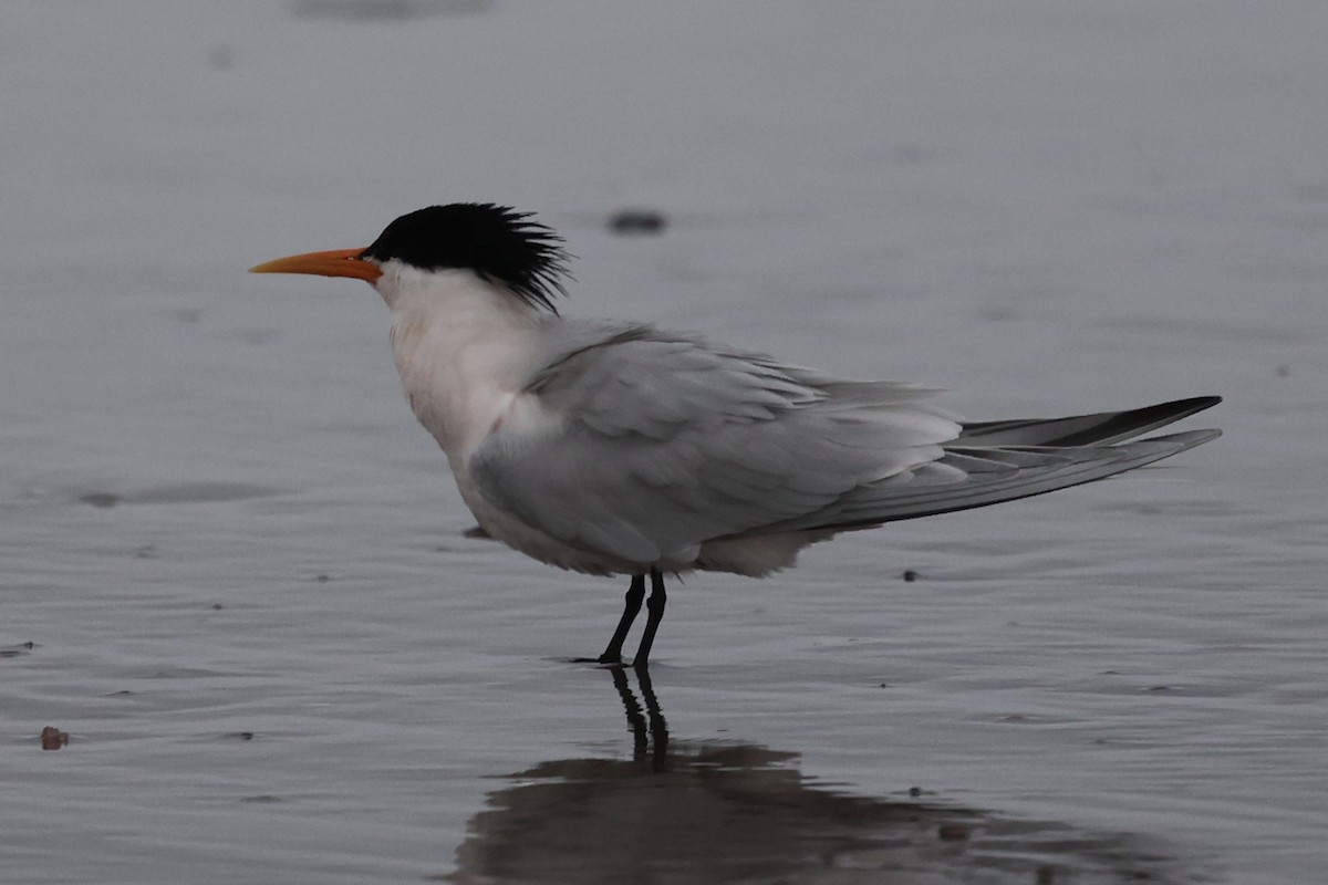 Elegant Tern - ML617320327