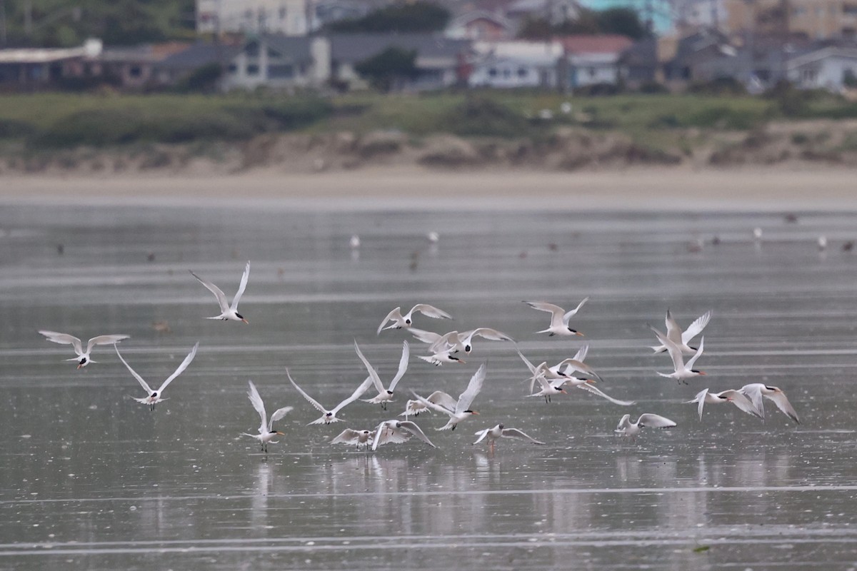 Elegant Tern - ML617320329