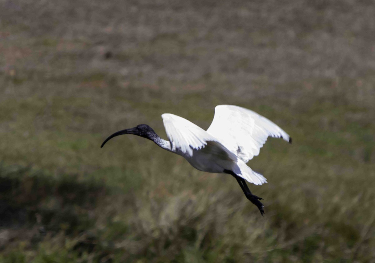 ibis australský - ML617320343