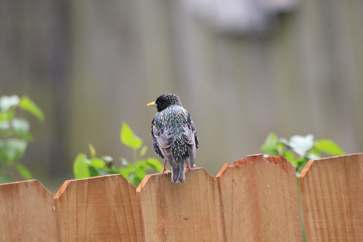 European Starling - ML617320368