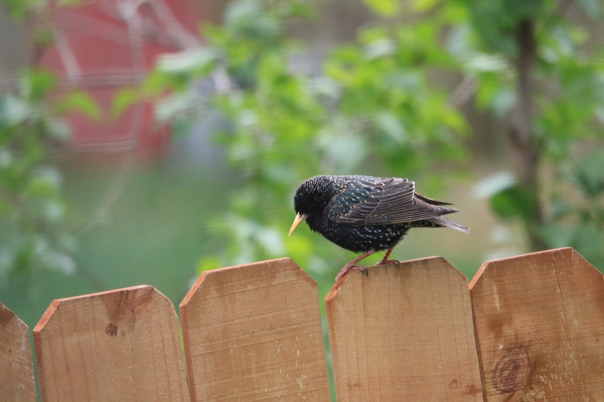 European Starling - ML617320369