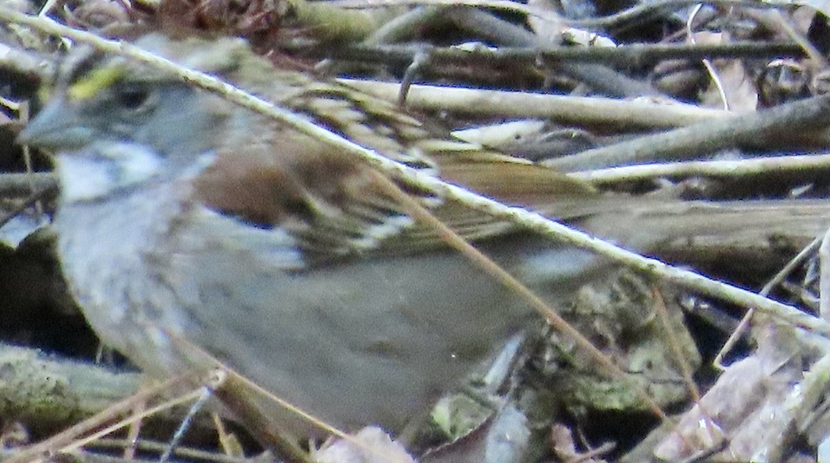 White-throated Sparrow - ML617320391