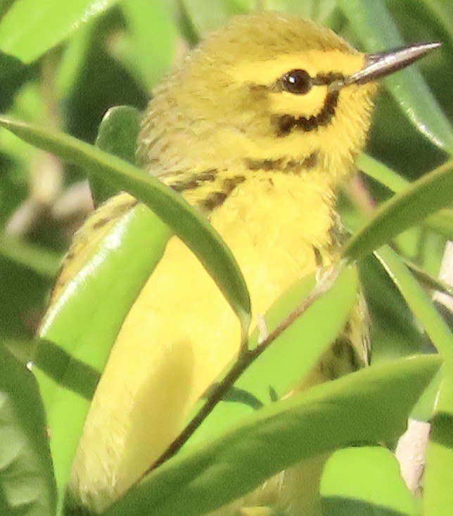 Prairie Warbler - ML617320409