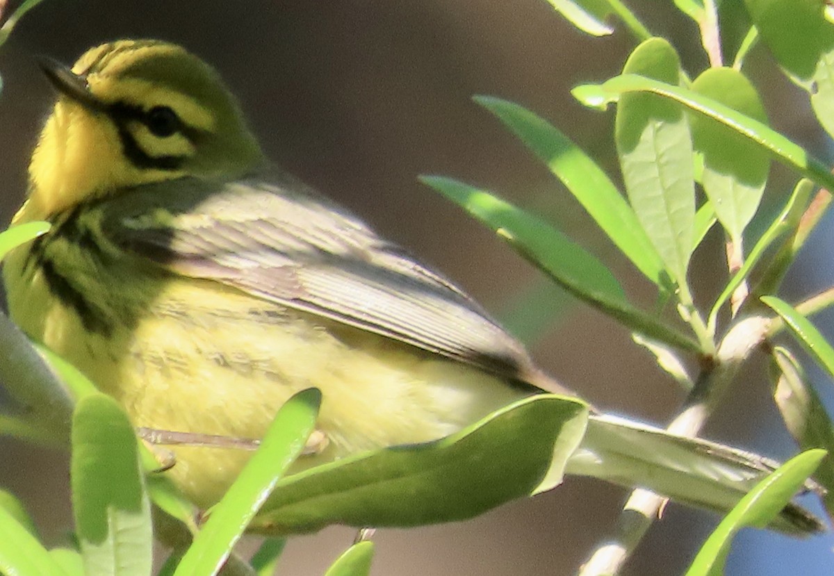 Prairie Warbler - ML617320428