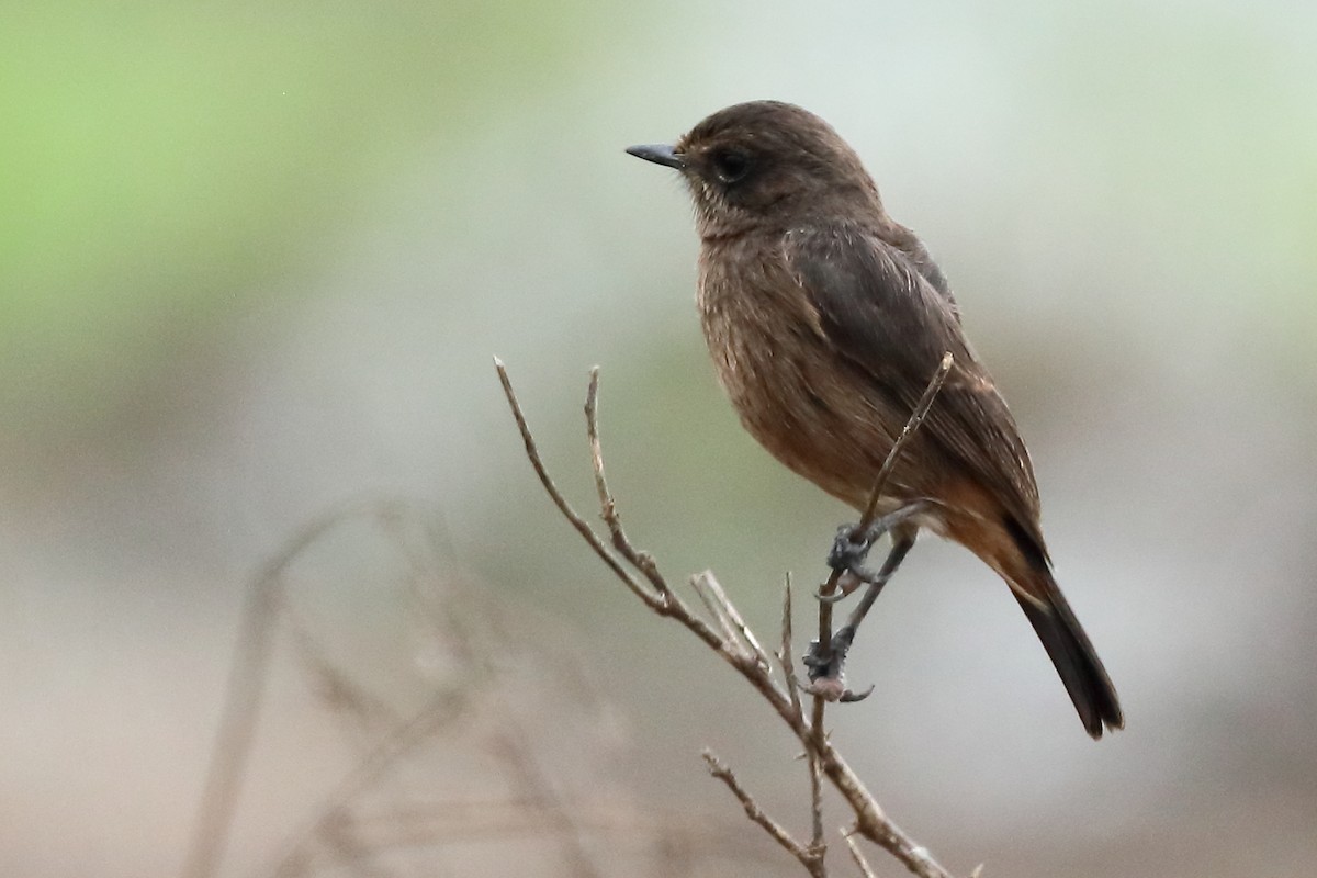 Pied Bushchat - Sandeep Ramalingam