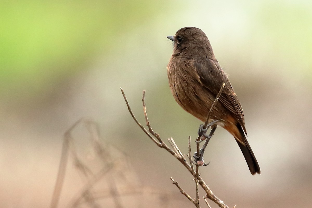 Pied Bushchat - Sandeep Ramalingam