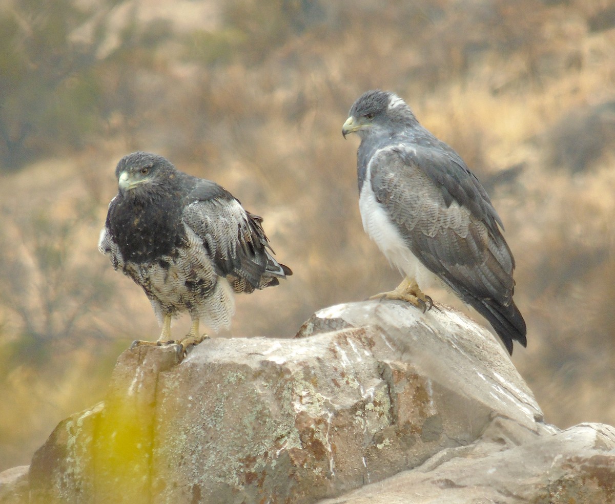 Black-chested Buzzard-Eagle - ML617320460