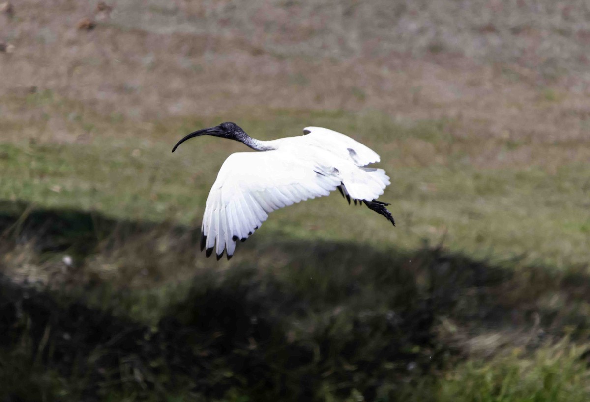ibis australský - ML617320466