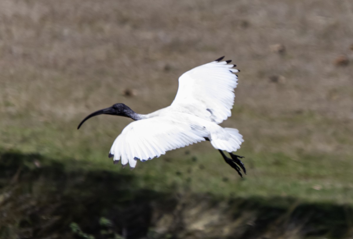 ibis australský - ML617320474