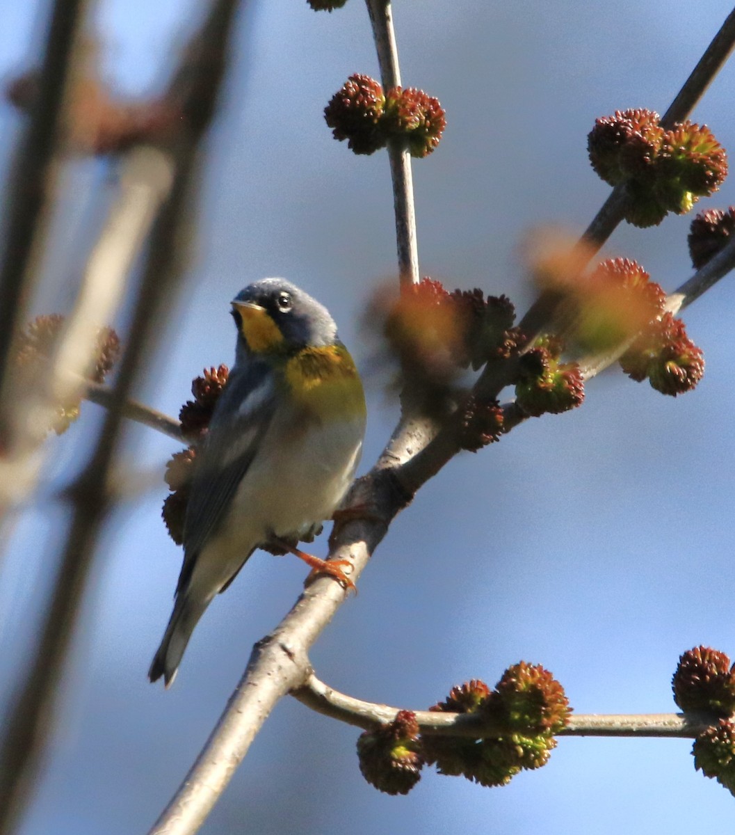 Northern Parula - ML617320481