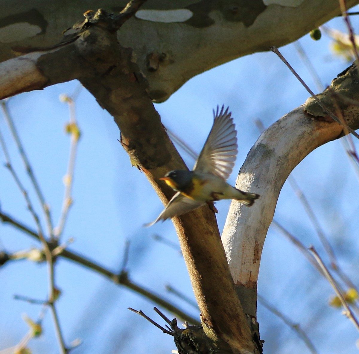 Northern Parula - ML617320482