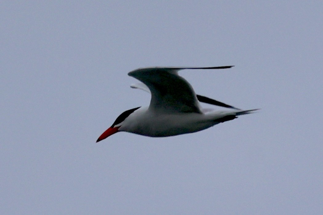 Caspian Tern - ML617320487