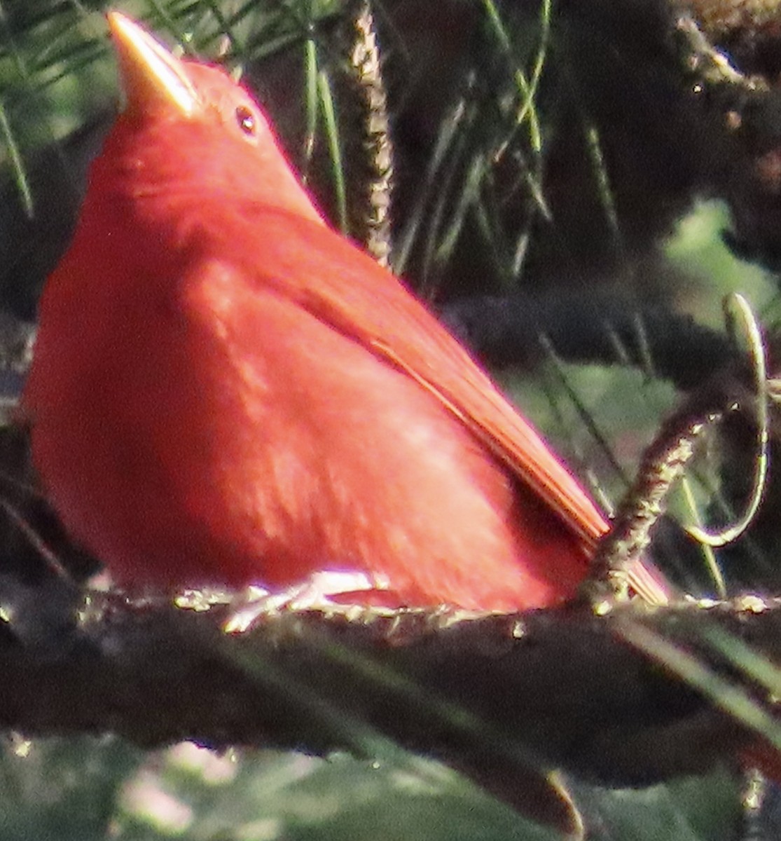 Summer Tanager - ML617320489