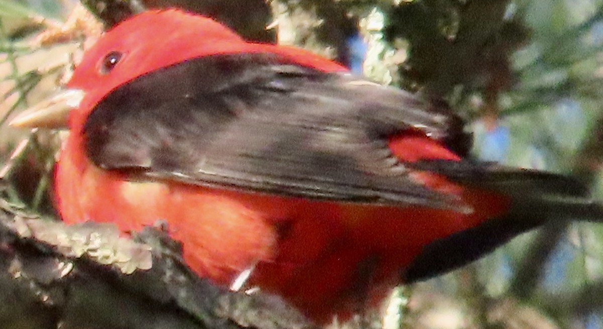 Scarlet Tanager - ML617320513