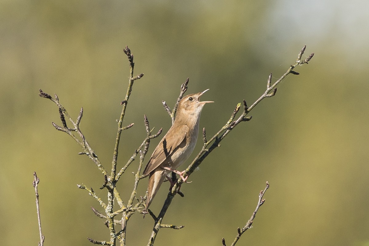 Savi's Warbler - ML617320514