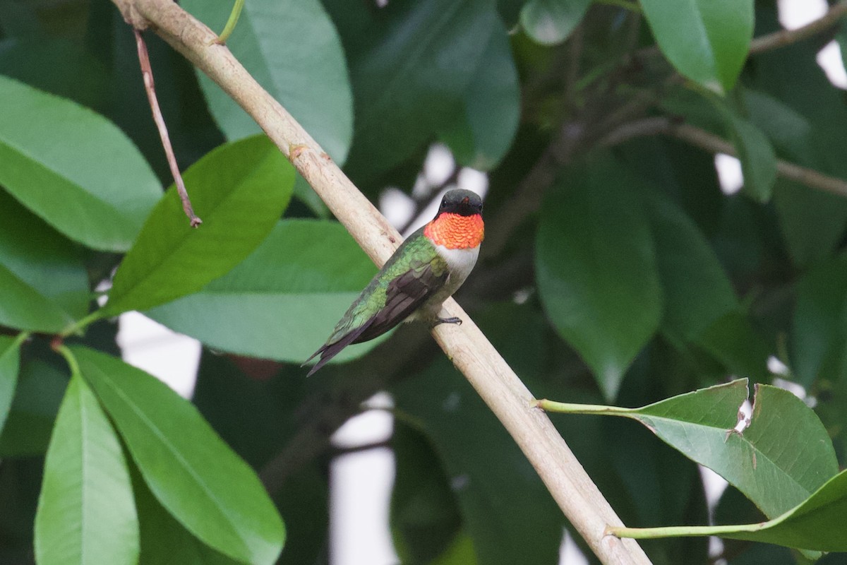 Ruby-throated Hummingbird - Zachary Tonzetich