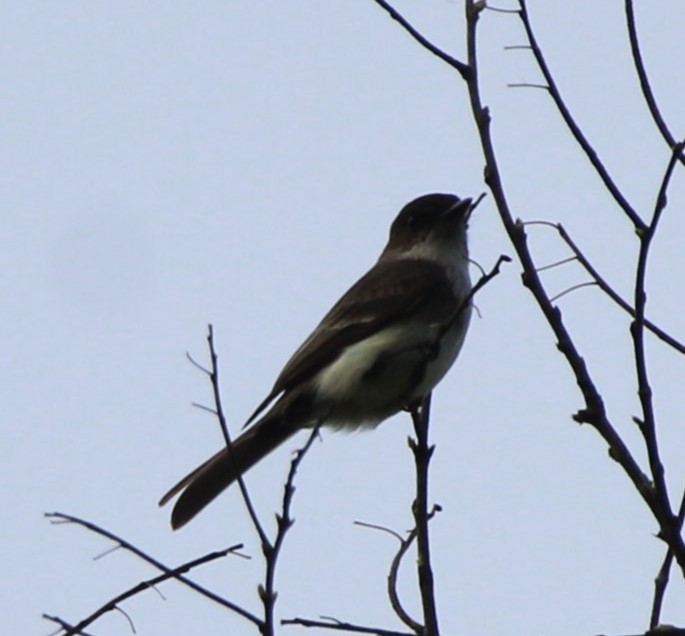 Eastern Phoebe - Jeff Smith