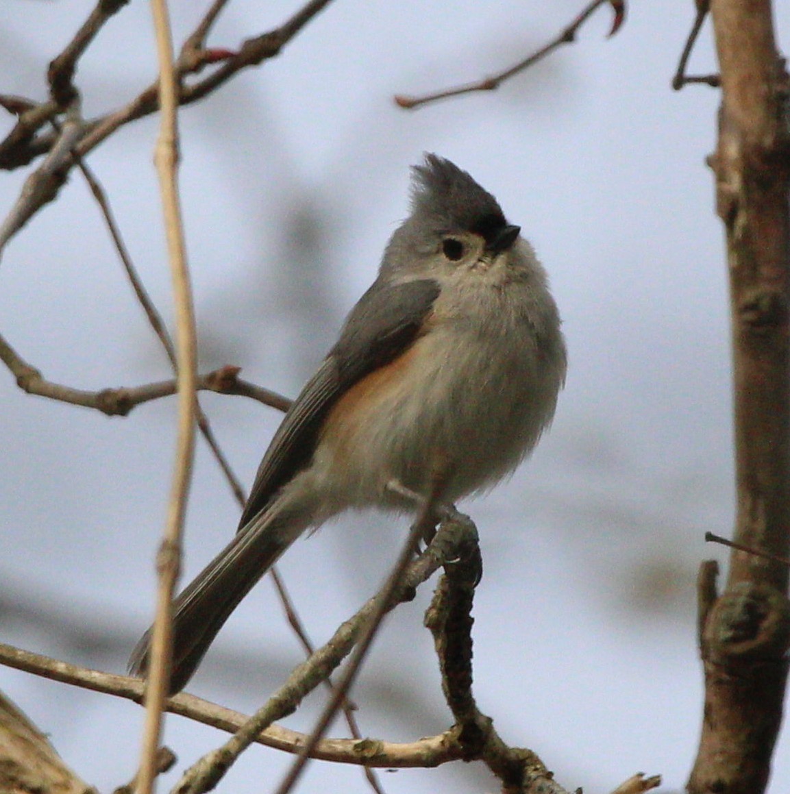 Tufted Titmouse - Jeff Smith