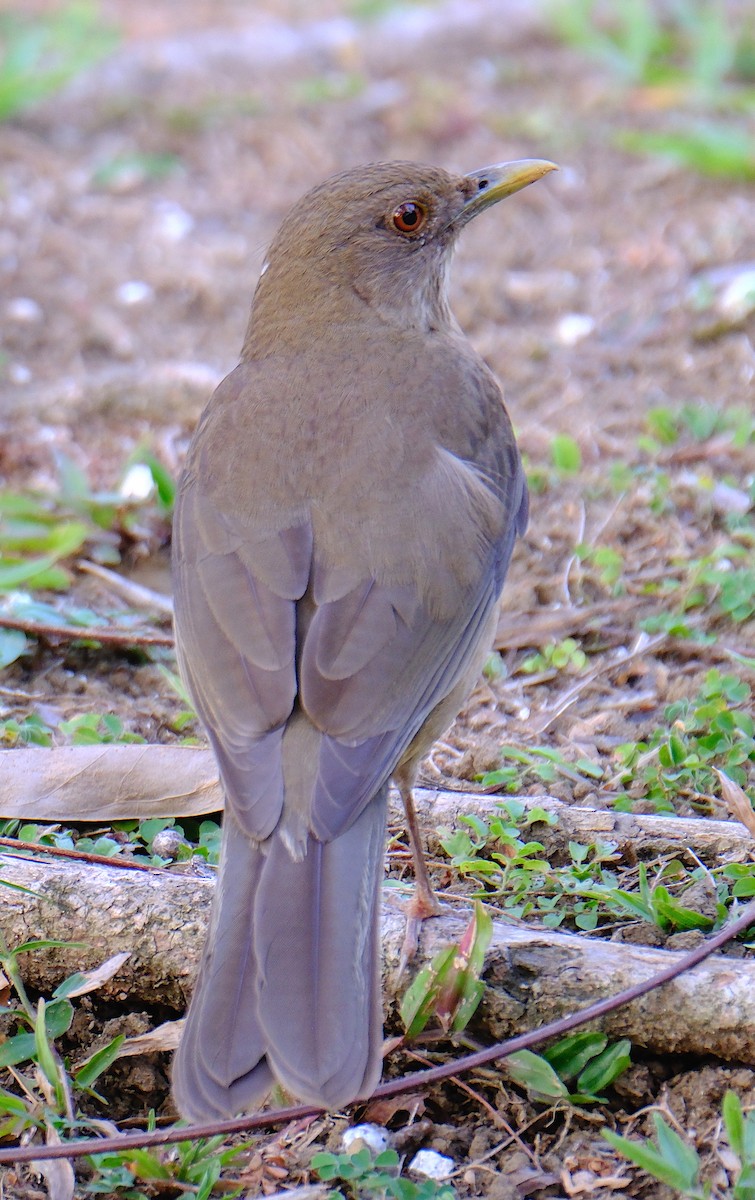 Clay-colored Thrush - ML617320585