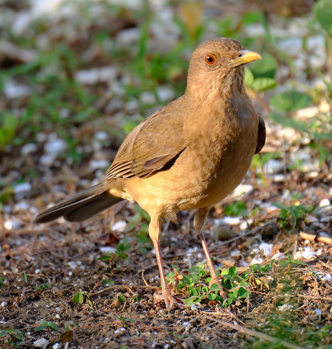 Clay-colored Thrush - ML617320586