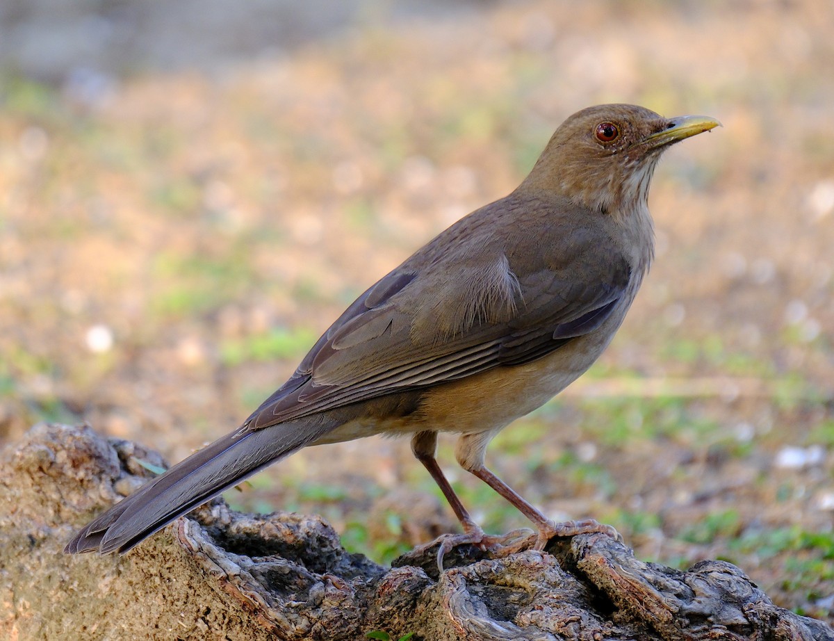 Clay-colored Thrush - ML617320587