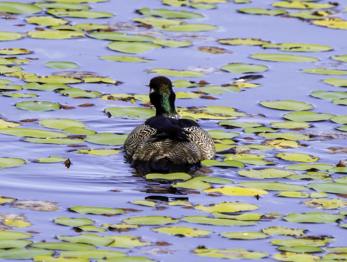 Green Pygmy-Goose - Rebel Warren and David Parsons