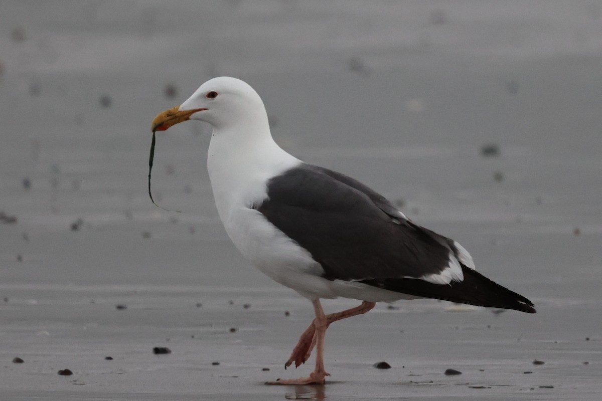 Western Gull - ML617320601