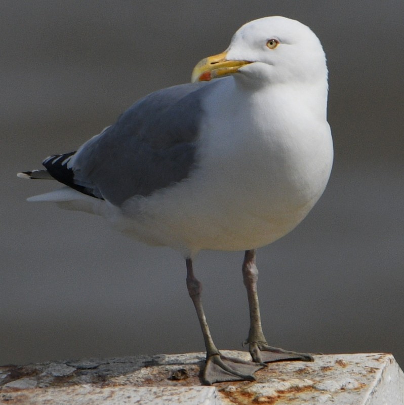 Goéland argenté - ML617320655