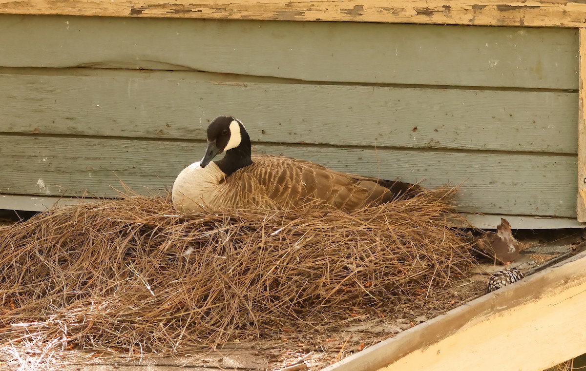 Canada Goose - ML617320656