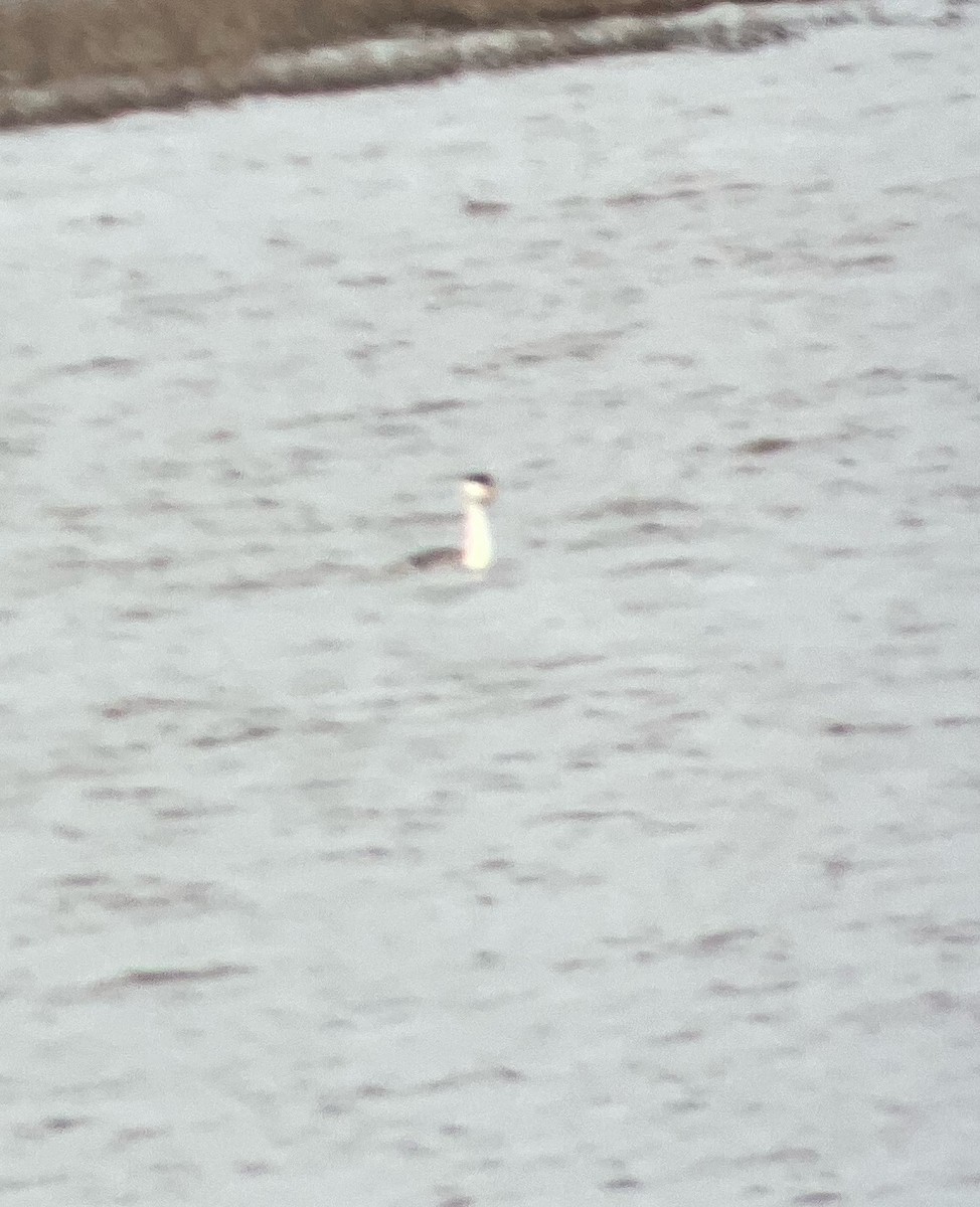 Clark's Grebe - ML617320676