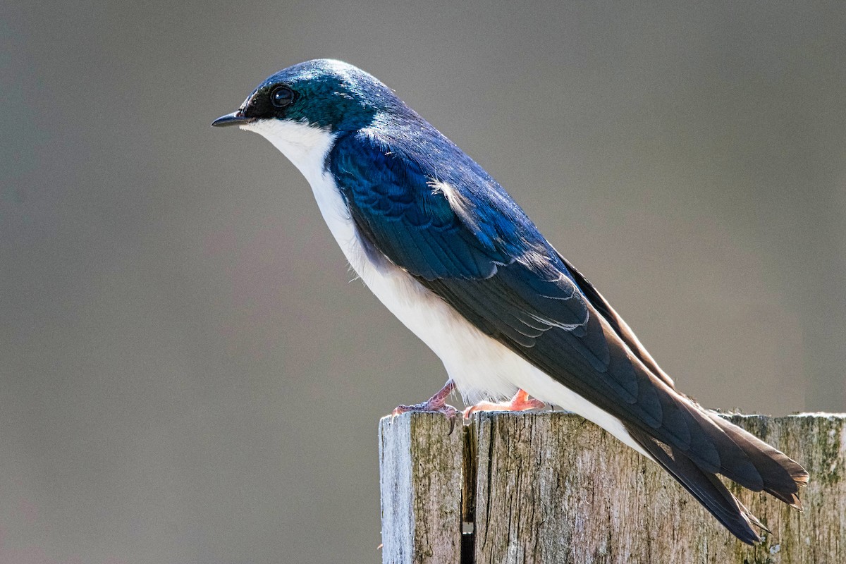 Golondrina Bicolor - ML617320687