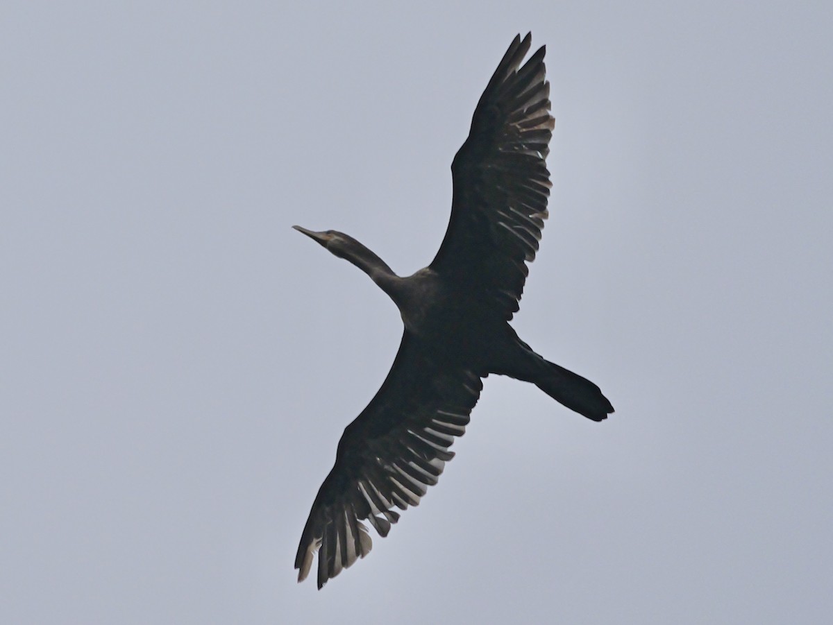 Neotropic Cormorant - ML617320691