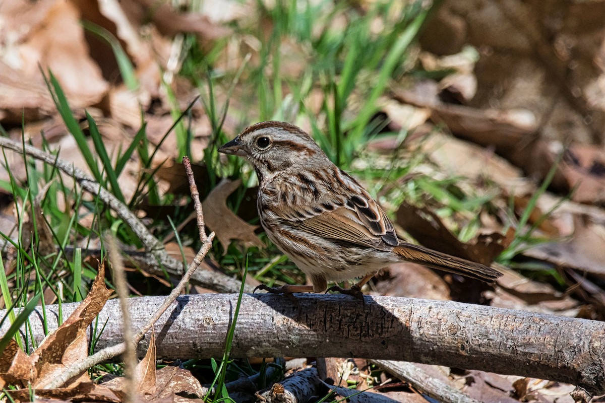 Song Sparrow - Jack Bulmer